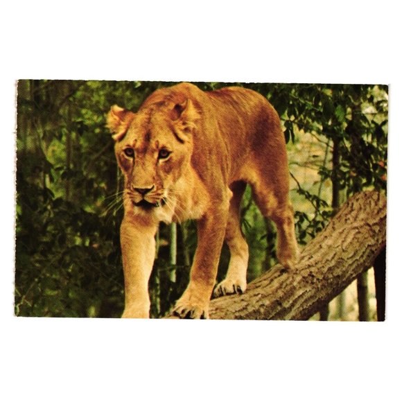Vintage Postcard Warner Brothers Jungle Habitat Female Lion Lioness Drive 1972 - Picture 1 of 2